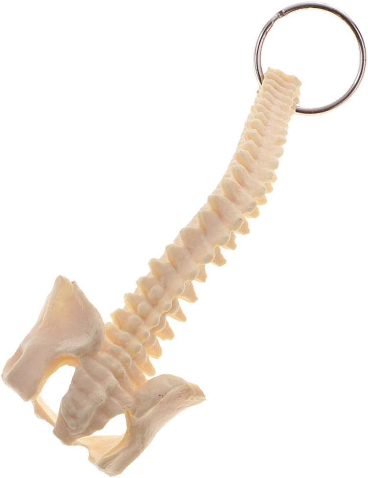 klarako Mini Handcrafted Human Spine Skeleton Model Keychain School Teaching Aid - Image 1