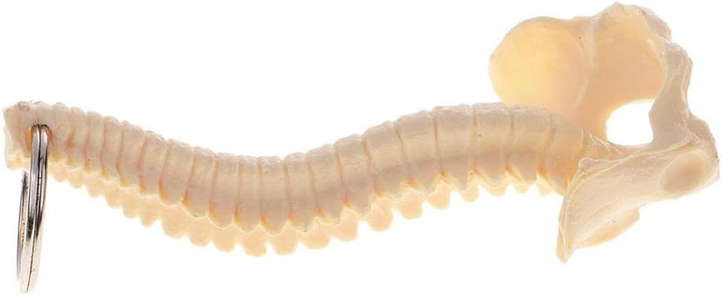 klarako Mini Handcrafted Human Spine Skeleton Model Keychain School Teaching Aid - Image 2