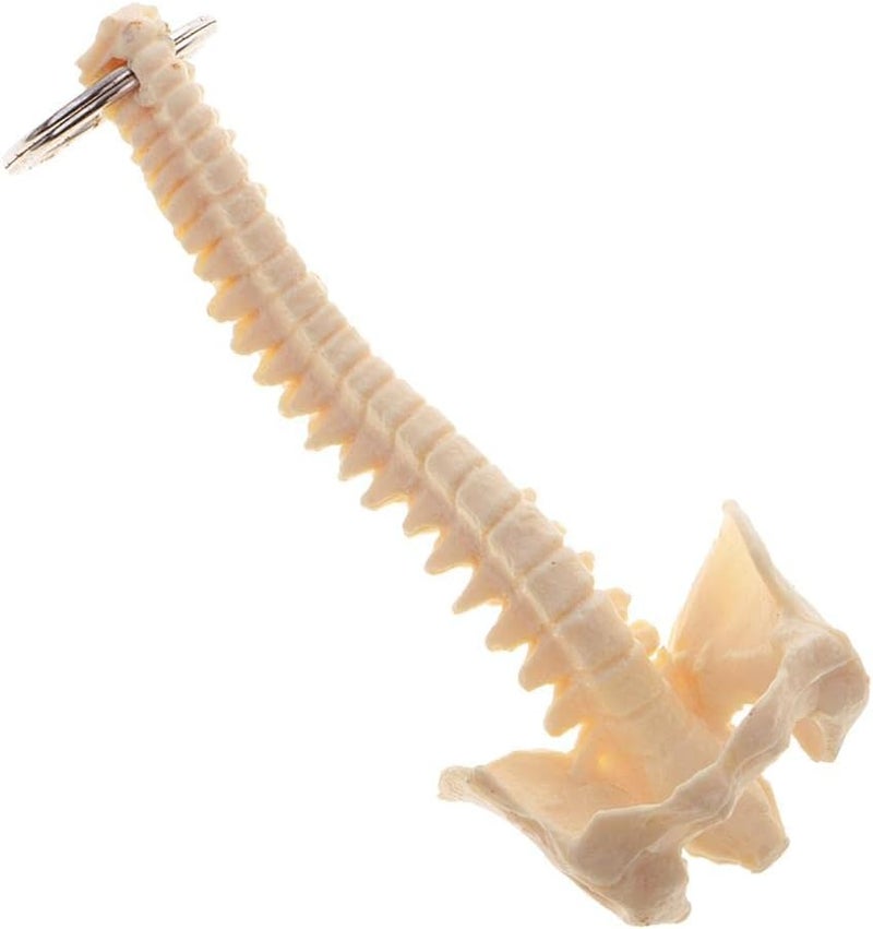 klarako Mini Handcrafted Human Spine Skeleton Model Keychain School Teaching Aid - Image 4