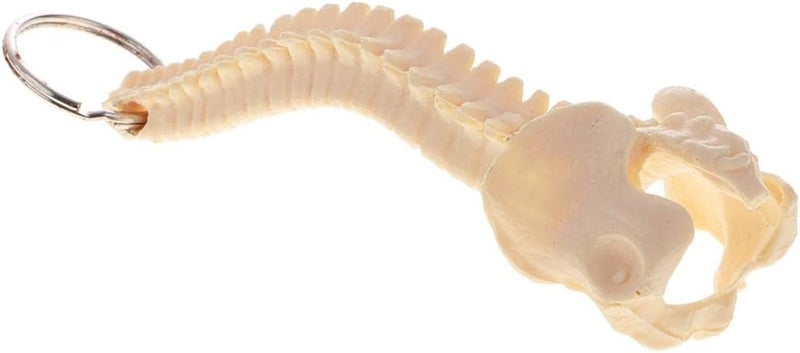 klarako Mini Handcrafted Human Spine Skeleton Model Keychain School Teaching Aid - Image 5