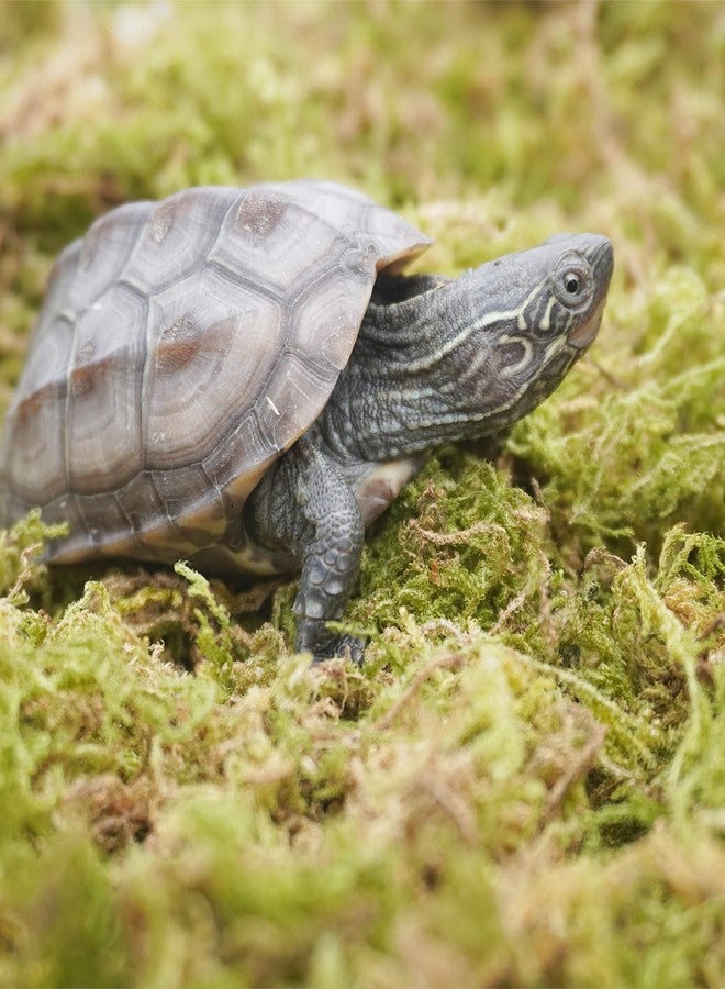 Begeterday 3.5oz Pure Natural Reptile Moss for Humidity, Great for Snakes, Turtle and Other Reptiles, Good for Terrariums for Reptiles & Amphibians - Image 3