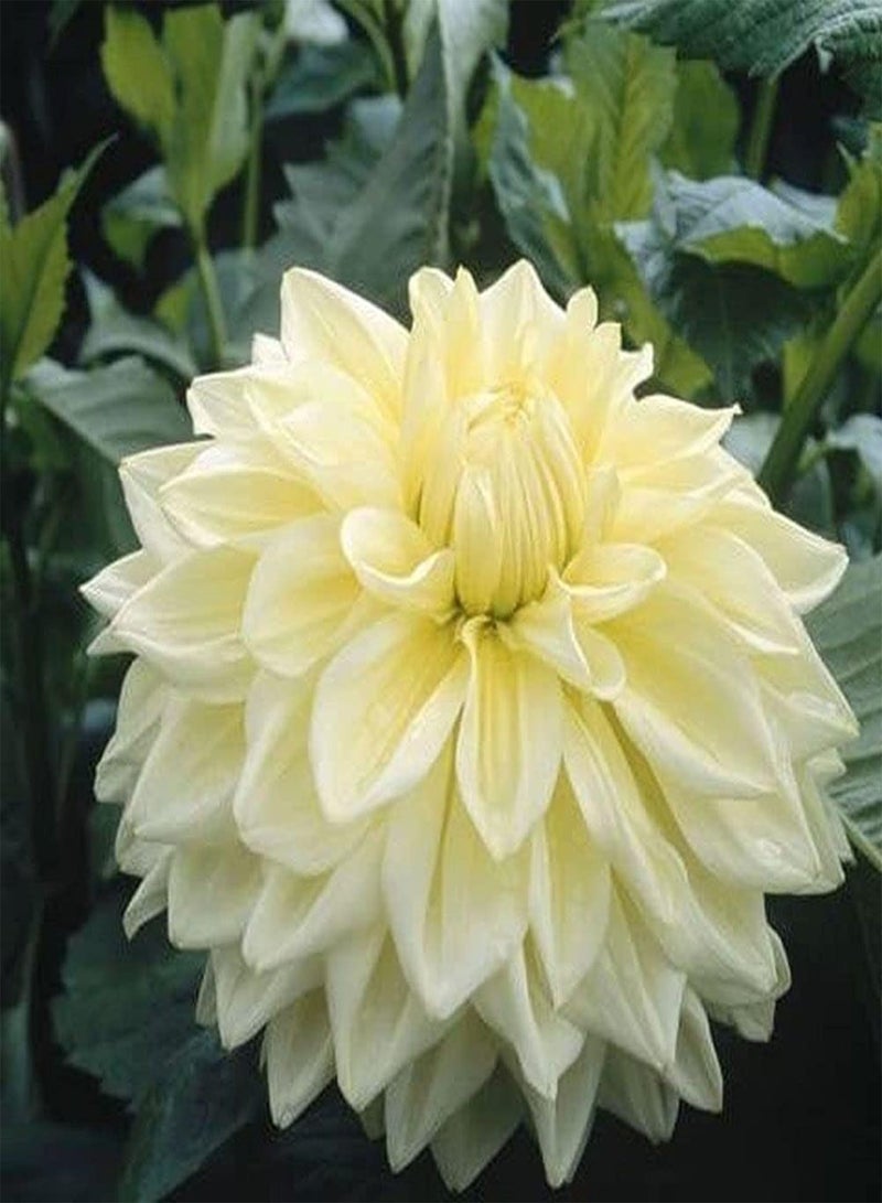 جي جوت 2 قطعة Gele Dahlia Bollen Exotische Vaste Plant هاردي Tuin Planten Bloemen Snelgroeiende Decoratieve Bloembedden Borders Charmant Landschap in Huis - Image 2