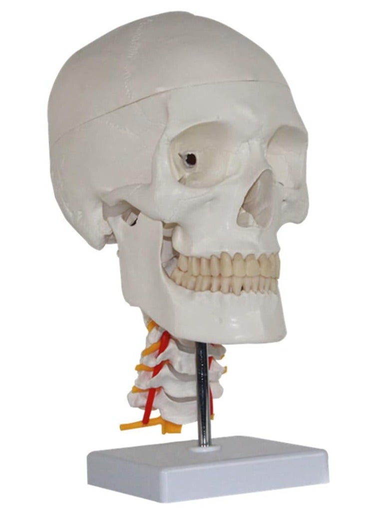 AKM Skull with Cervical Spine - Image 1