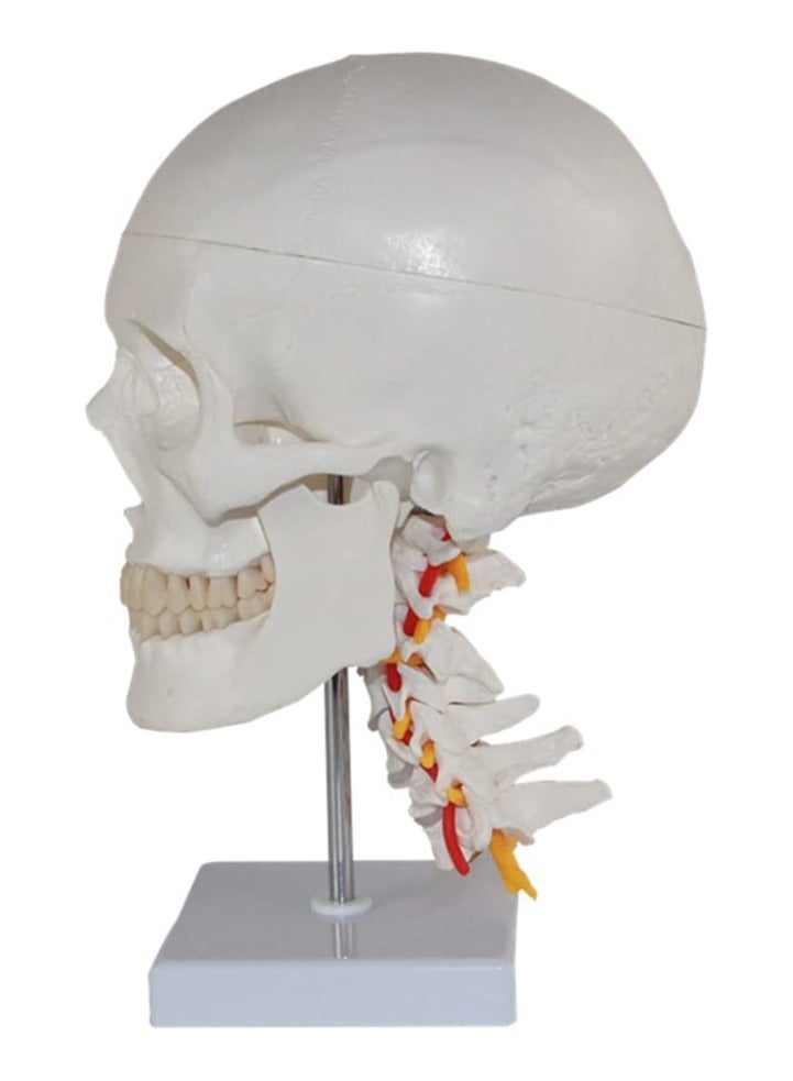 AKM Skull with Cervical Spine - Image 2