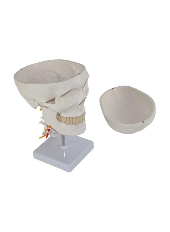 AKM Skull with Cervical Spine - Image 4