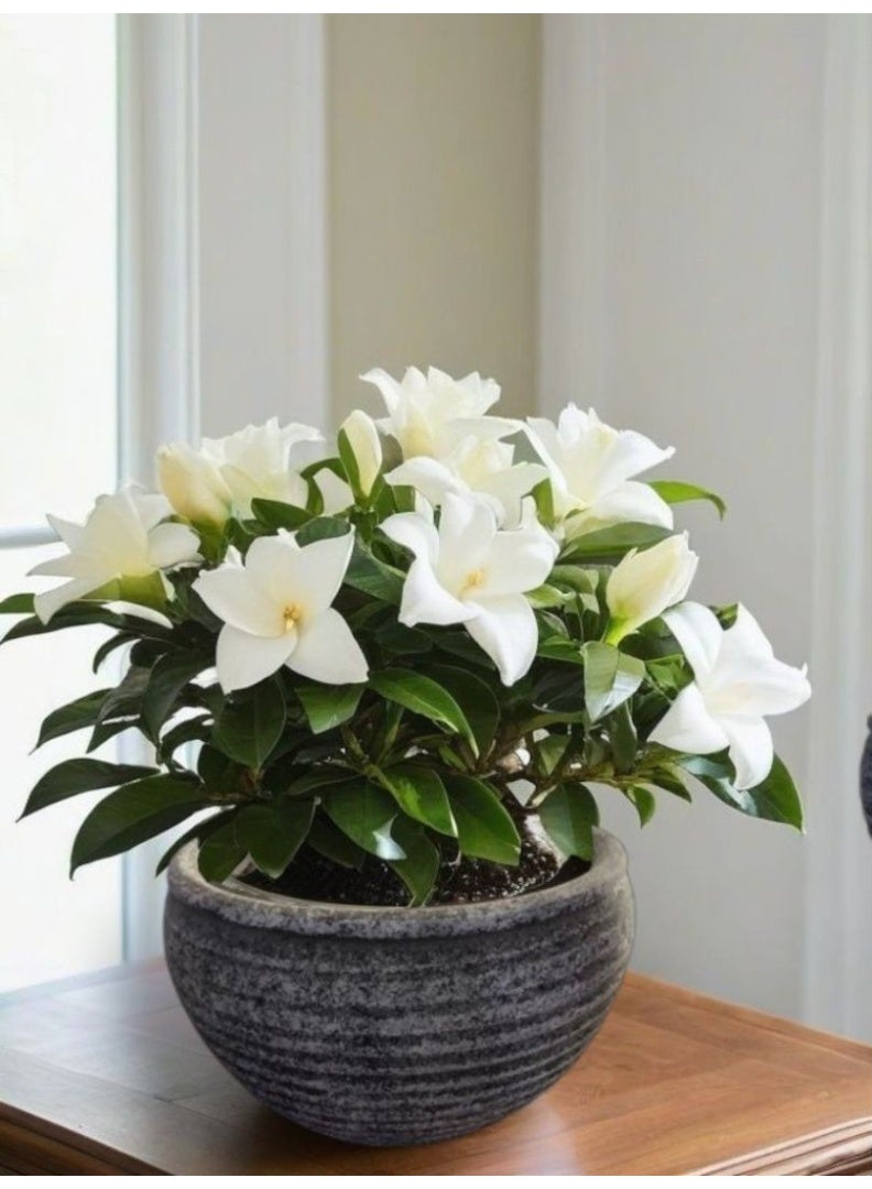 Schondor Furniture Vase Gray | Small | Flower Pot | 17x27cm | Home Decor - Image 1