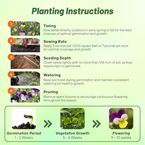 Outsidepride Johnny Jump Up Viola Wild Flower Seeds - 5000 Pcs Easy-to-Grow, Compact & Hardy Perennial Seeds for Planting Outdoors, Ideal for Pollinators, Garden Beds, Containers, & Hanging Baskets - Image 4