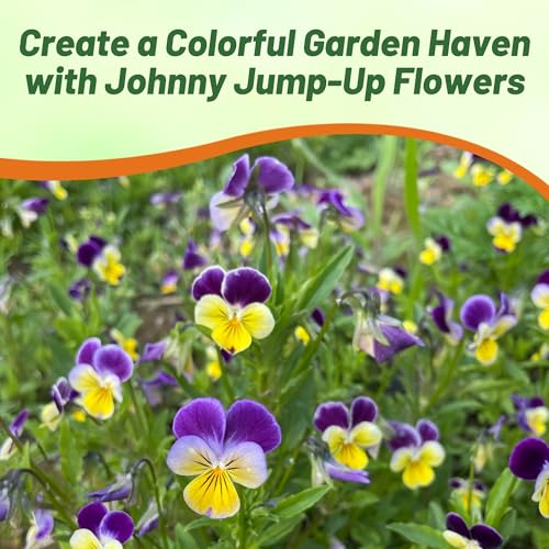 Outsidepride Johnny Jump Up Viola Wild Flower Seeds - 5000 Pcs Easy-to-Grow, Compact & Hardy Perennial Seeds for Planting Outdoors, Ideal for Pollinators, Garden Beds, Containers, & Hanging Baskets - Image 5