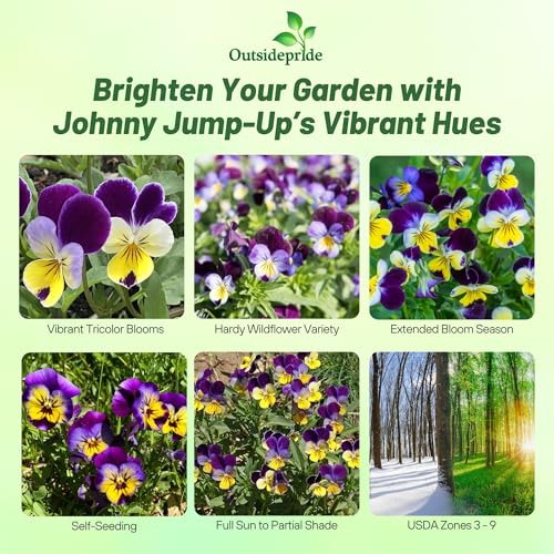 Outsidepride Johnny Jump Up Viola Wild Flower Seeds - 5000 Pcs Easy-to-Grow, Compact & Hardy Perennial Seeds for Planting Outdoors, Ideal for Pollinators, Garden Beds, Containers, & Hanging Baskets - Image 2