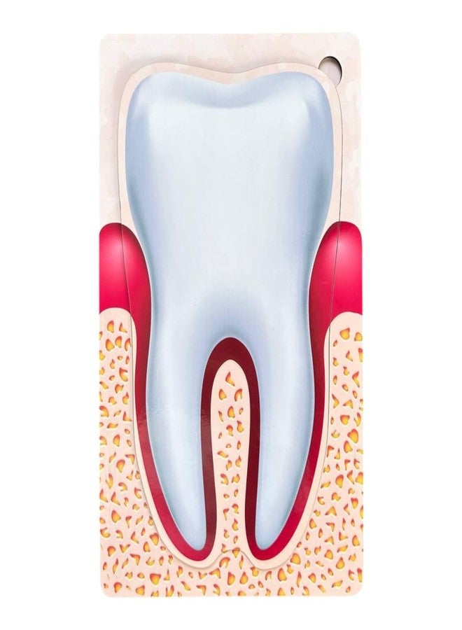 Kiddiwinks Winkslab:Human Tooth Puzzle Set - 3-Layer Anatomy Model for Fun Learning Engaging Educational Toy for Kids - Image 1