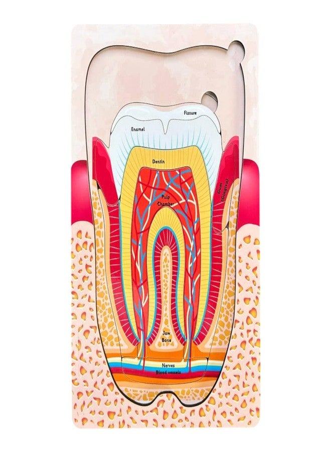 Kiddiwinks Winkslab:Human Tooth Puzzle Set - 3-Layer Anatomy Model for Fun Learning Engaging Educational Toy for Kids - Image 2