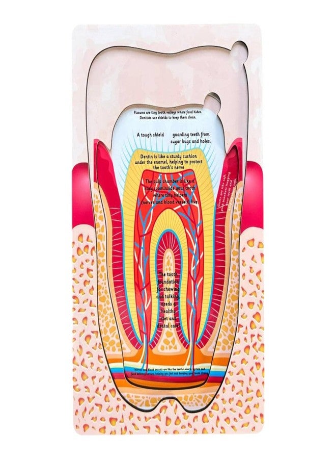 Kiddiwinks Winkslab:Human Tooth Puzzle Set - 3-Layer Anatomy Model for Fun Learning Engaging Educational Toy for Kids - Image 4