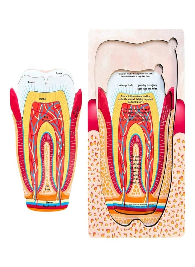Kiddiwinks Winkslab:Human Tooth Puzzle Set - 3-Layer Anatomy Model for Fun Learning Engaging Educational Toy for Kids - Image 3
