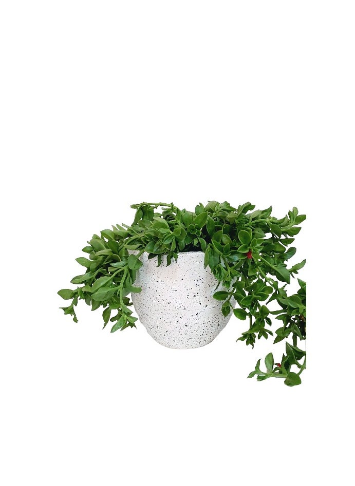 Shatla Shop نبات وردة الشمس الصغيرة 