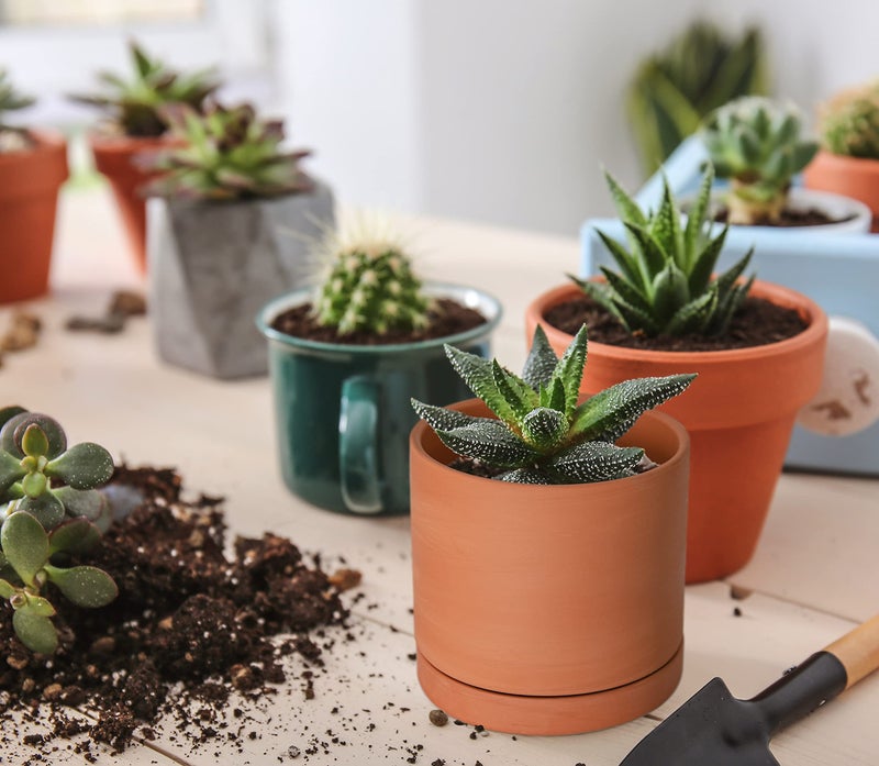 D'vine Dev X-Small 4 Inch Terracotta Plant Pot with Drainage Hole and Saucer, Round Cylinder Planter Pot for Indoor Plants, 40-X-A-1 - Image 2