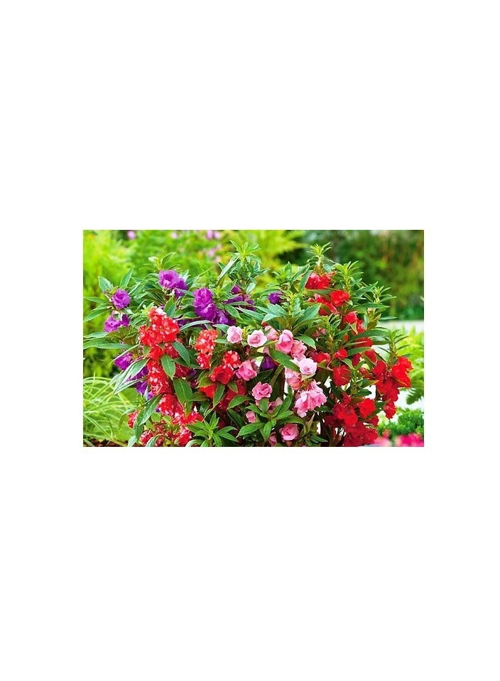 ڤسيل24 3 عبوات من بذور البلسمينا النابضة بالحياة في الحديقة من أجل أزهار غنية - Image 2