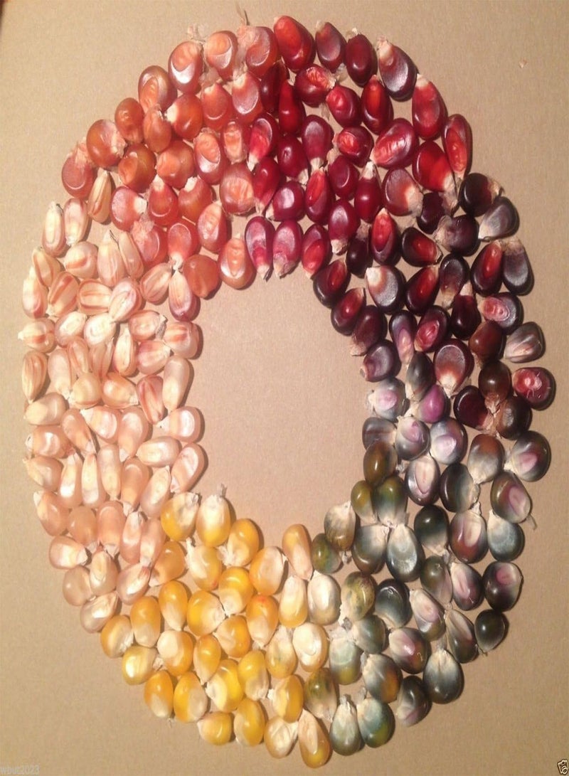 GGOOT Calico  Seeds-- Heirloom-Untreated -hard to find gourmet  (4 ozs) - Image 2