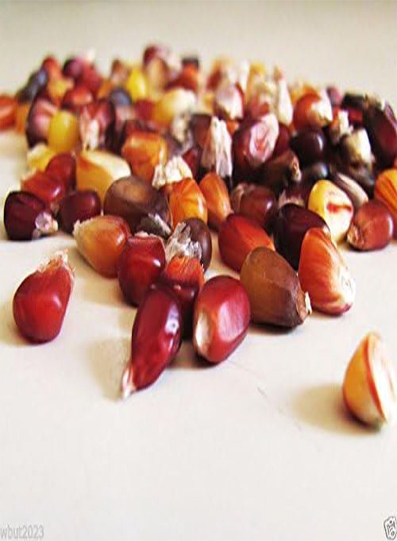 GGOOT Calico  Seeds-- Heirloom-Untreated -hard to find gourmet  (4 ozs) - Image 3
