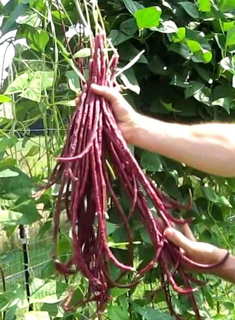 Red Yardlong Or Asparagus Bean 400 (PKD) Seeds or 2 g