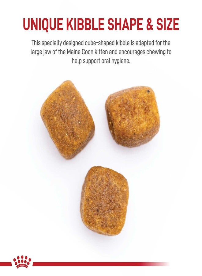 رويال كانين طعام جاف للقطط الصغيرة من سلالة ماين كون، عبوة 3 أرطال - Image 2