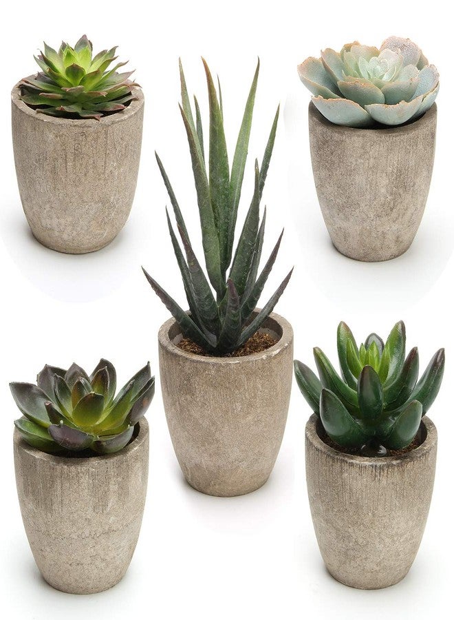 Coitak Artificial Succulent Plants Potted, Assorted Decorative Faux Succulent Potted Fake Cactus Cacti Plants with Pots, Set of 5 - Image 1