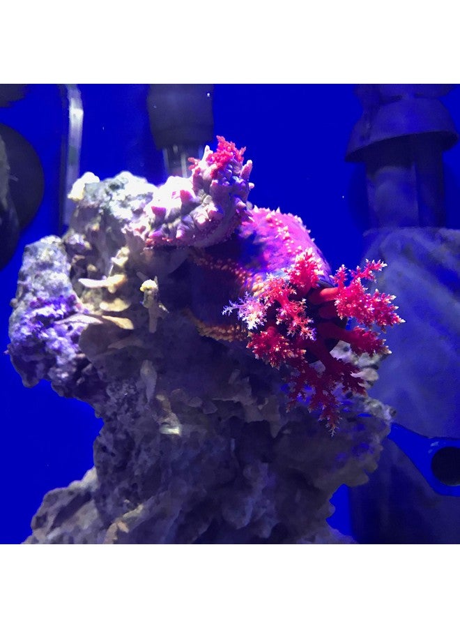 Seachem de*nitrate, 100 mL bagged - Image 3