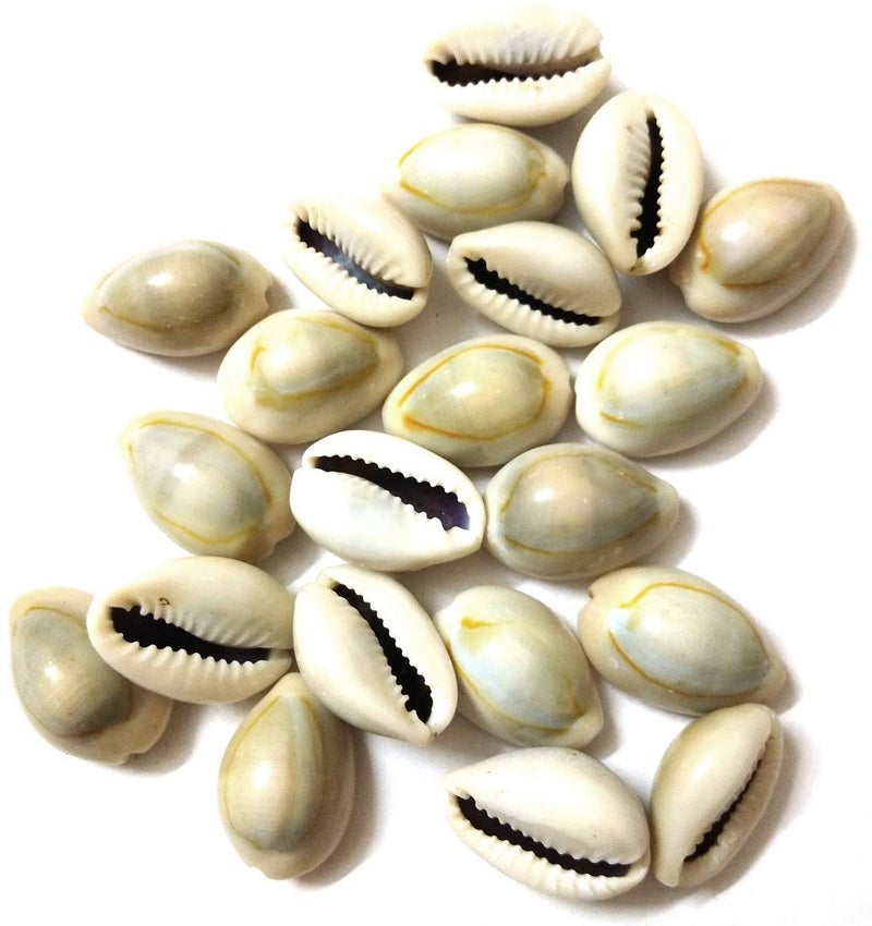 DS Natural Kawdi, Kaudi, Kowdi, Cowrie, Koudi, Kodi Shells Stone Packet - Set of 21 for Laxmi Pooja/puja, Multi - Image 4
