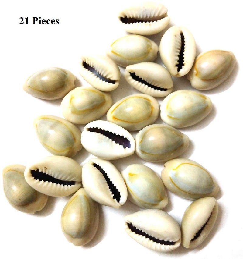 DS Natural Kawdi, Kaudi, Kowdi, Cowrie, Koudi, Kodi Shells Stone Packet - Set of 21 for Laxmi Pooja/puja, Multi - Image 2