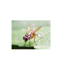 Oriental Fruit Fly Catcher with Pheromone - pzsku/Z333ACE5BD3B53929E4B3Z/45/_/1661233298/78cad49f-02bd-4a80-bd6f-a67374289762