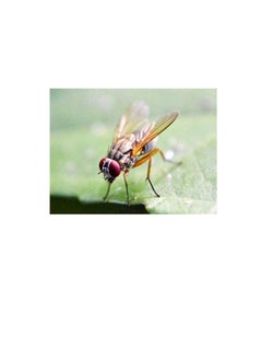 Oriental Fruit Fly Catcher with Pheromone - pzsku/Z333ACE5BD3B53929E4B3Z/45/_/1677146383/2b34f175-5db6-42c0-9383-7272389846a1