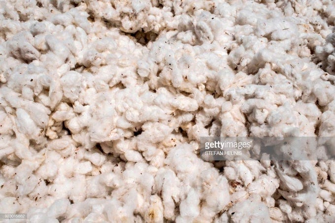UNPROCESSED COTTON WITH SEEDS FOR MAKING WICKS 500 GRAMS