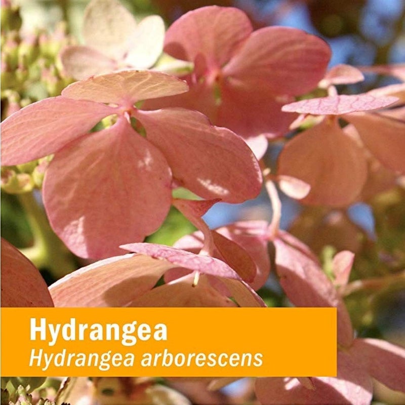 Herb Pharm Hydrangea Extract - Urinary System Restoration - 1 Fluid Ounce - Image 2