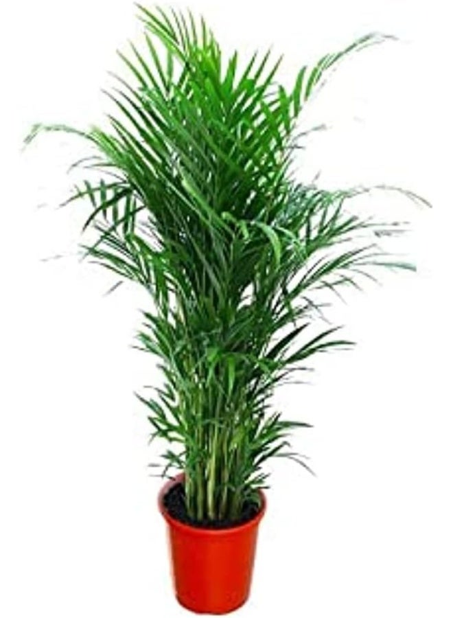 DUBAI GARDEN CENTRE Natural Air Purifier Areca Palm (Chrysalidocarpus) Plant