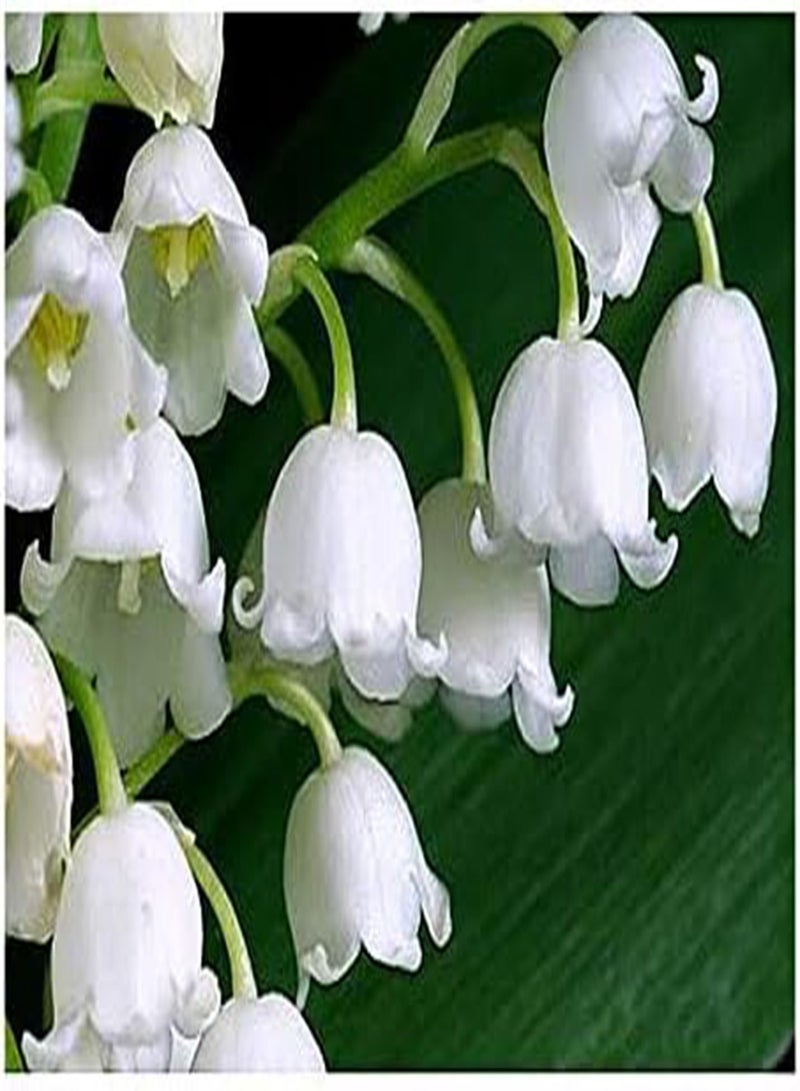 GGOOT 10 Large, Fresh, Plump Lily of The Valley Bare Root Plants