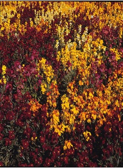100 Erysimum Cheiri Persian Carpet Mixed WallFlower Seeds Bedding - 100 Seeds