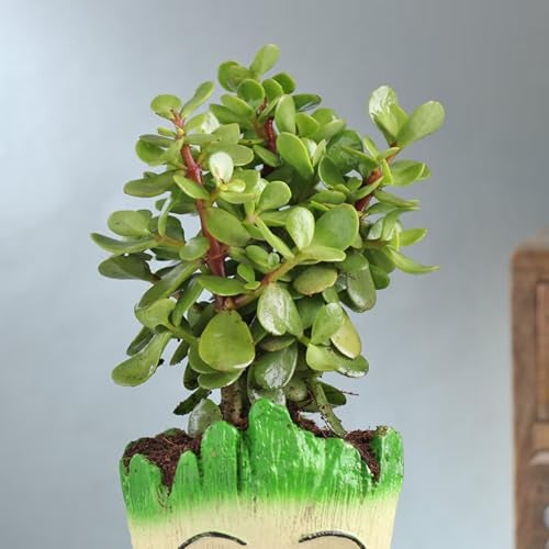 FlowerAura Air Purify Live Indoor Good Luck Jade Plant In Groot Pot For Living Room, Bedroom, Table Decor, Home/Office Decor, Birthday Gift, Anniversary Gift, Environment Day Gift - Image 3
