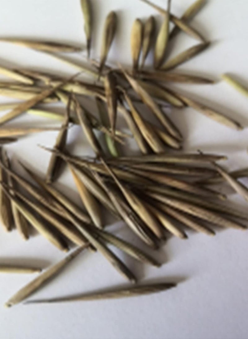 جي جوت بذور للزراعة، 50 قطعة من بذور الخيزران النادرة، نباتات معمرة، نباتات بونساي للحديقة والشرفة وديكور الفناء - بذور الخيزران - Image 2