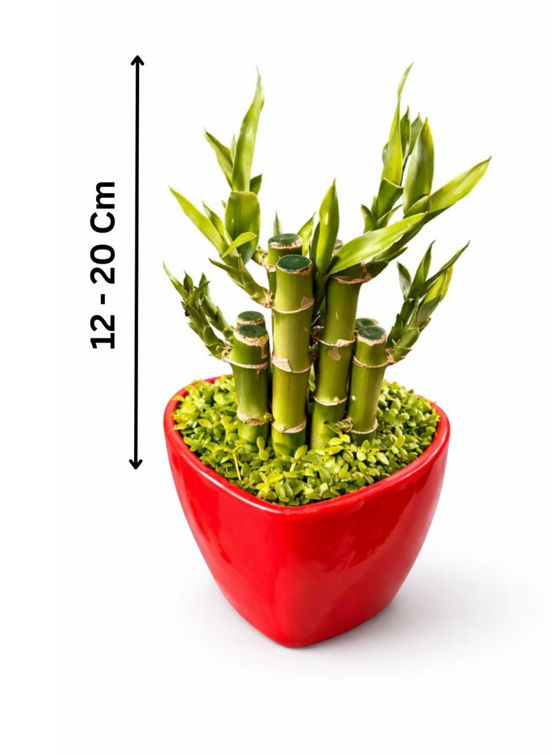 بلانت نبتة الخيزران المحظوظة الداخلية الطازجة (ارتفاع 12-20 سم) | خيزران محظوظ حيّ وفقًا لمبادئ فنغ شوي | خيزران زخرفي للطاولات | نبتة ديكور منزلية ومكتبية سهلة العناية - Image 2