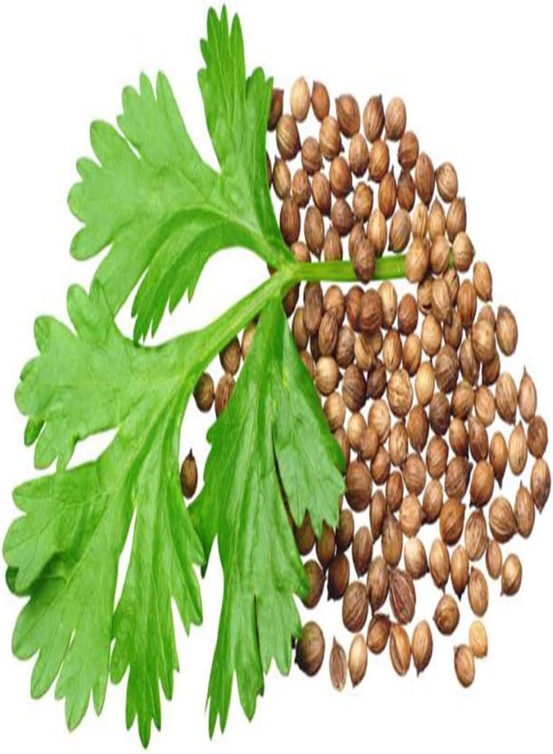 GGOOT seeds 50 Super Green Coriander Seeds Chinese Parsley Cilantro Herb Pack Grow Organic - Image 3