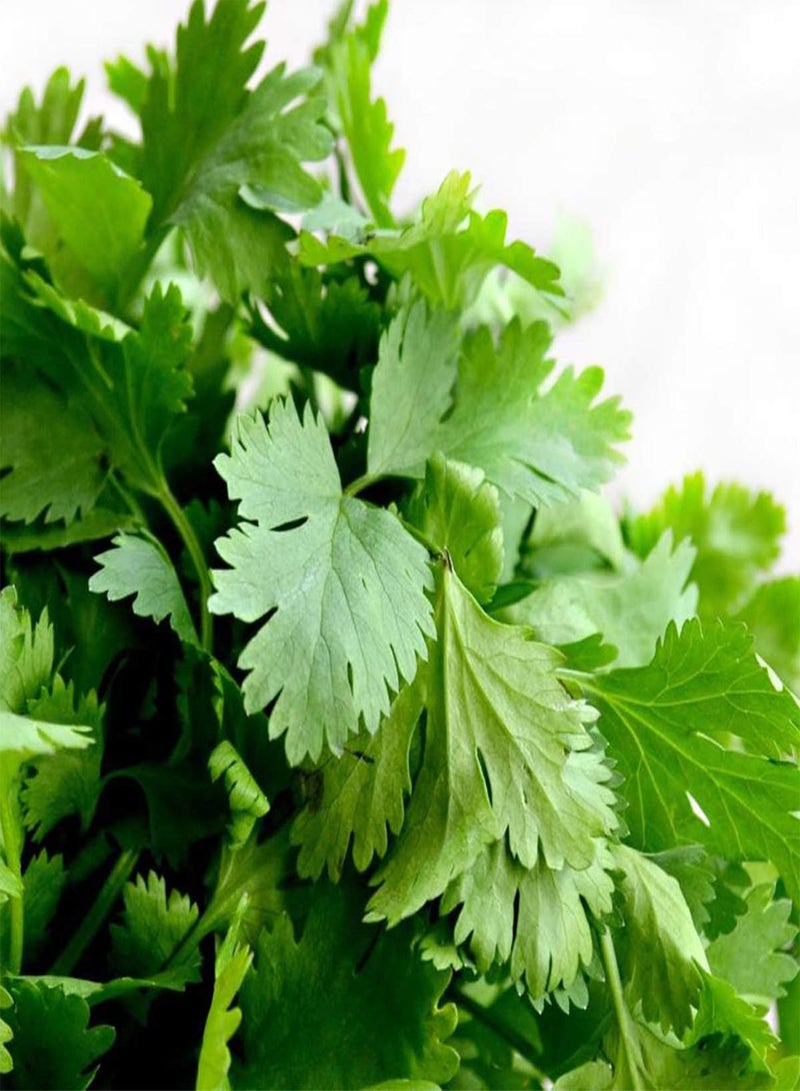 GGOOT seeds 50 Super Green Coriander Seeds Chinese Parsley Cilantro Herb Pack Grow Organic - Image 1