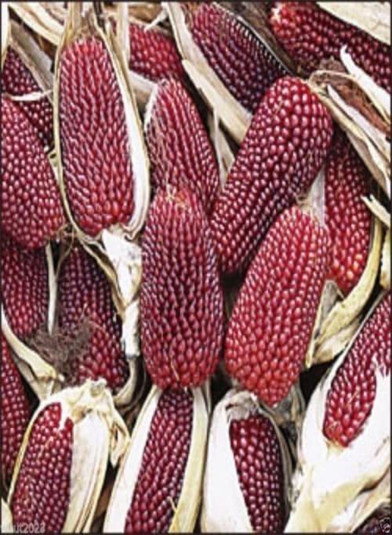 GGOOT Strawberry  Corn Seeds - Grow your own -ornamental and edible. - Image 2
