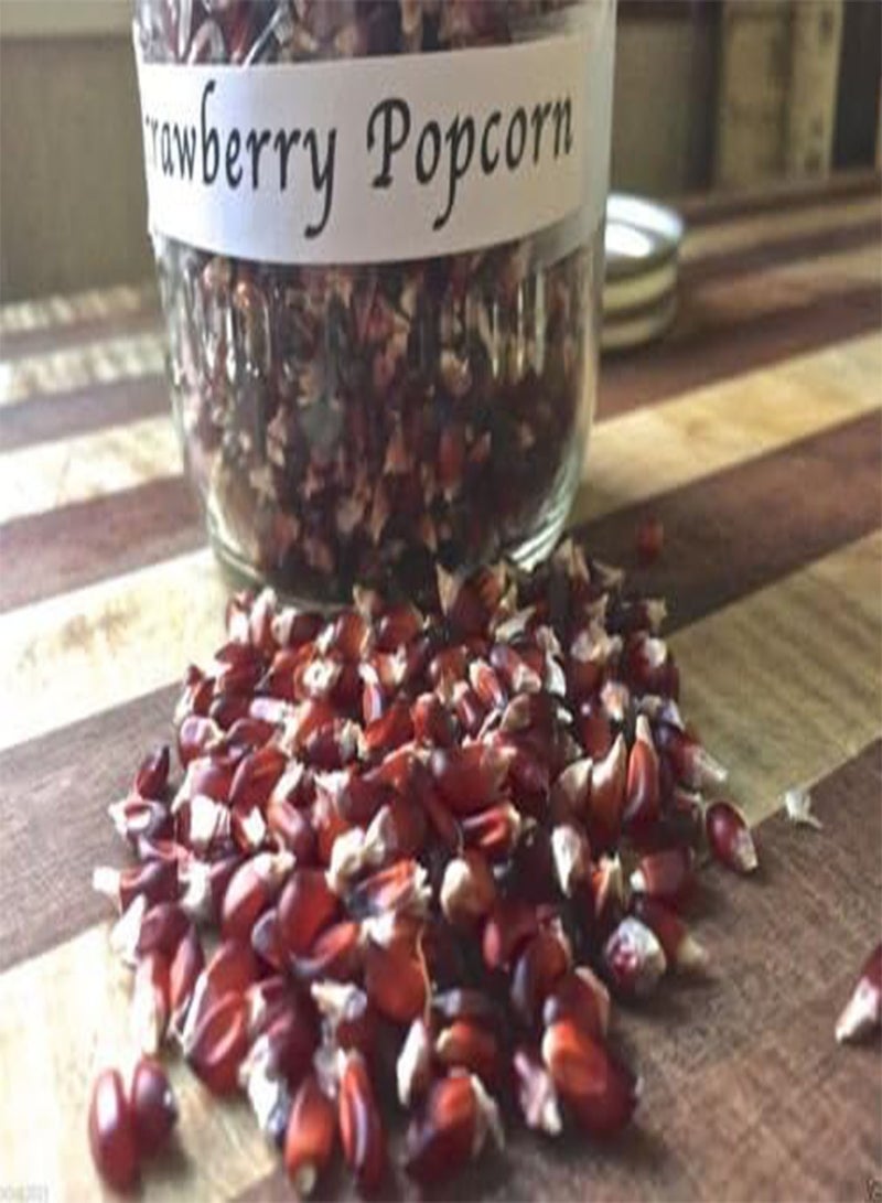 GGOOT Strawberry  Corn Seeds - Grow your own -ornamental and edible. - Image 1