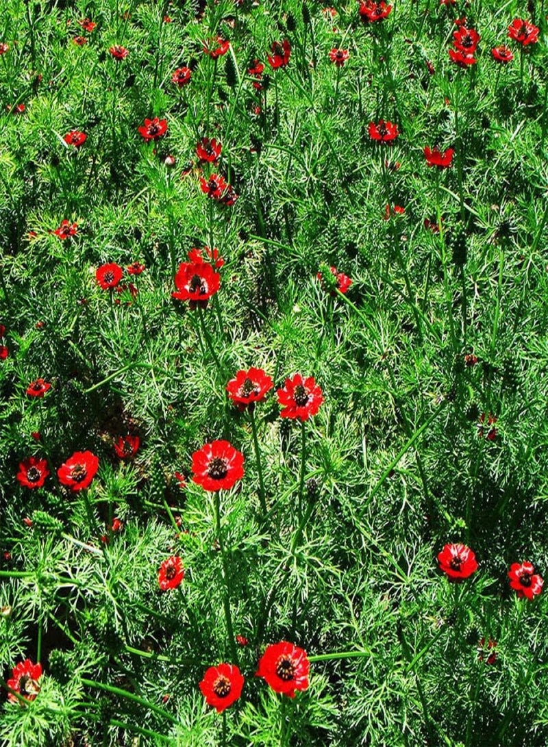 GGOOT Easy to Grow Seeds,Alstroemeria flower seeds-excellent_100 g,Fragrant Seeds Blooms - Image 2