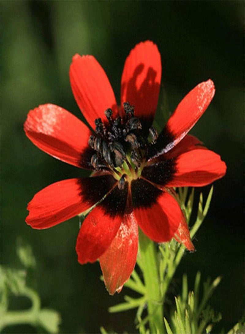 GGOOT Easy to Grow Seeds,Alstroemeria flower seeds-excellent_100 g,Fragrant Seeds Blooms - Image 1