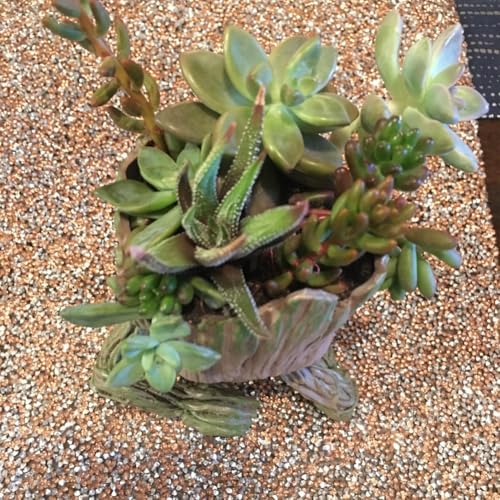 ZUSONUD B-Best Baby Groot Pen Pot Tree Man Pens Holder or Flower Pot with Drainage Hole Perfect for a Tiny Succulents Plants 6" - Image 5