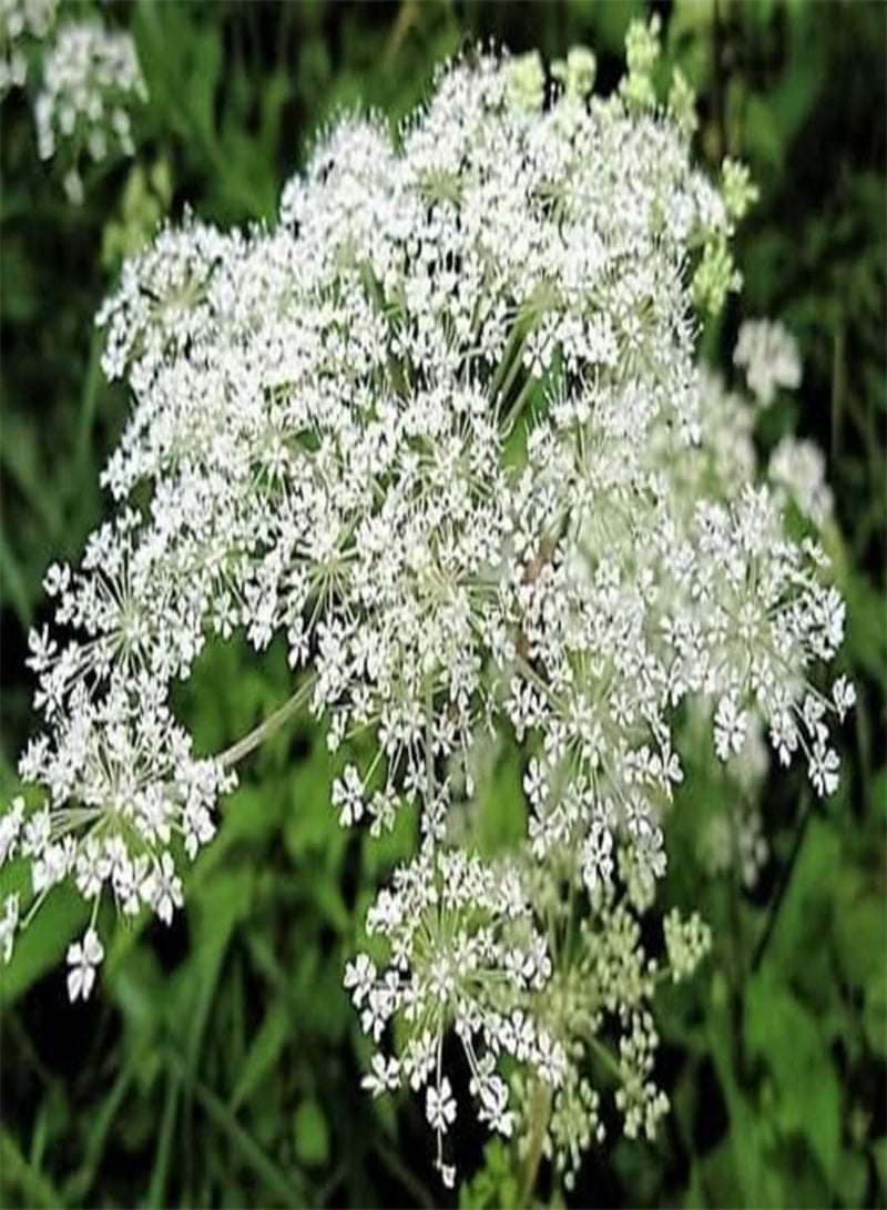 جي جوت عشبة أنجليكا سينينسيس الصينية الجديدة من الجينسنغ الأنثوي، زهرة بيضاء، أكثر من 50 بذرة - Image 3