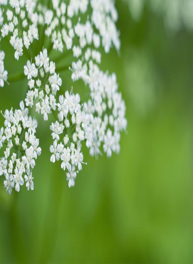 جي جوت عشبة أنجليكا سينينسيس الصينية الجديدة من الجينسنغ الأنثوي، زهرة بيضاء، أكثر من 50 بذرة - Image 1