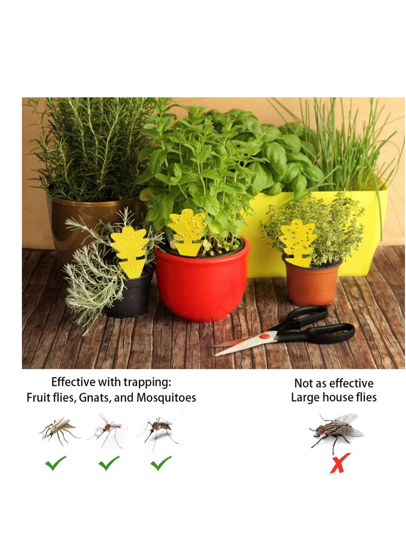 Excefore Sticky Gnat Trap, Fruit Fly and Fungus Gnat Trap Killer Indoor and Outdoor, Protect The Plant, Non-Toxic and Odorless, Gnat Trap Houseplant Flying Insect Catcher, Tree Shape, 12 Pack  - Image 4