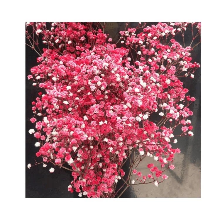 Bluejw Preserved Baby's Breath Flower – 1 Bundle (100-120g) of Natural Dried Plants for Wedding Bouquets, Handicraft Arrangements & Home Decor - Image 2