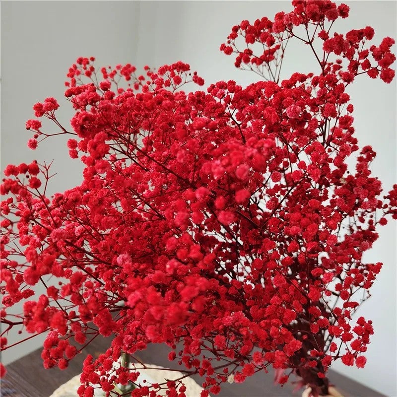 Bluejw Preserved Baby's Breath Flower – 1 Bundle (100-120g) of Natural Dried Plants for Wedding Bouquets, Handicraft Arrangements & Home Decor - Image 5